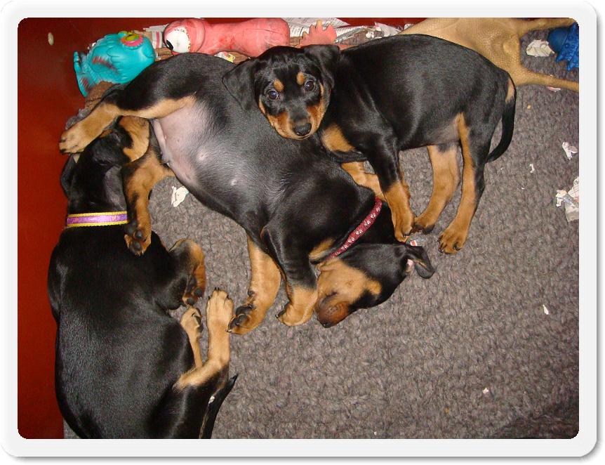 2puppiesweek7 064